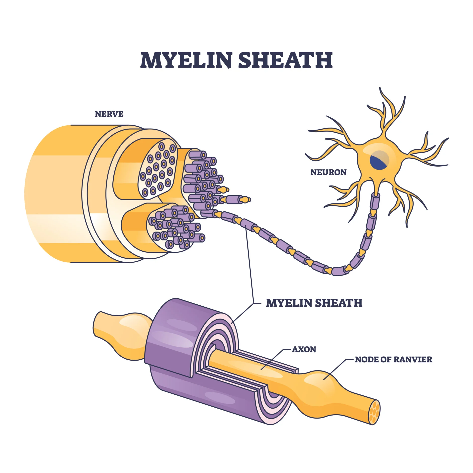 <p>Myelin Sheath </p>