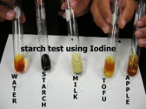 <p>Which sample is positive for starch?</p>