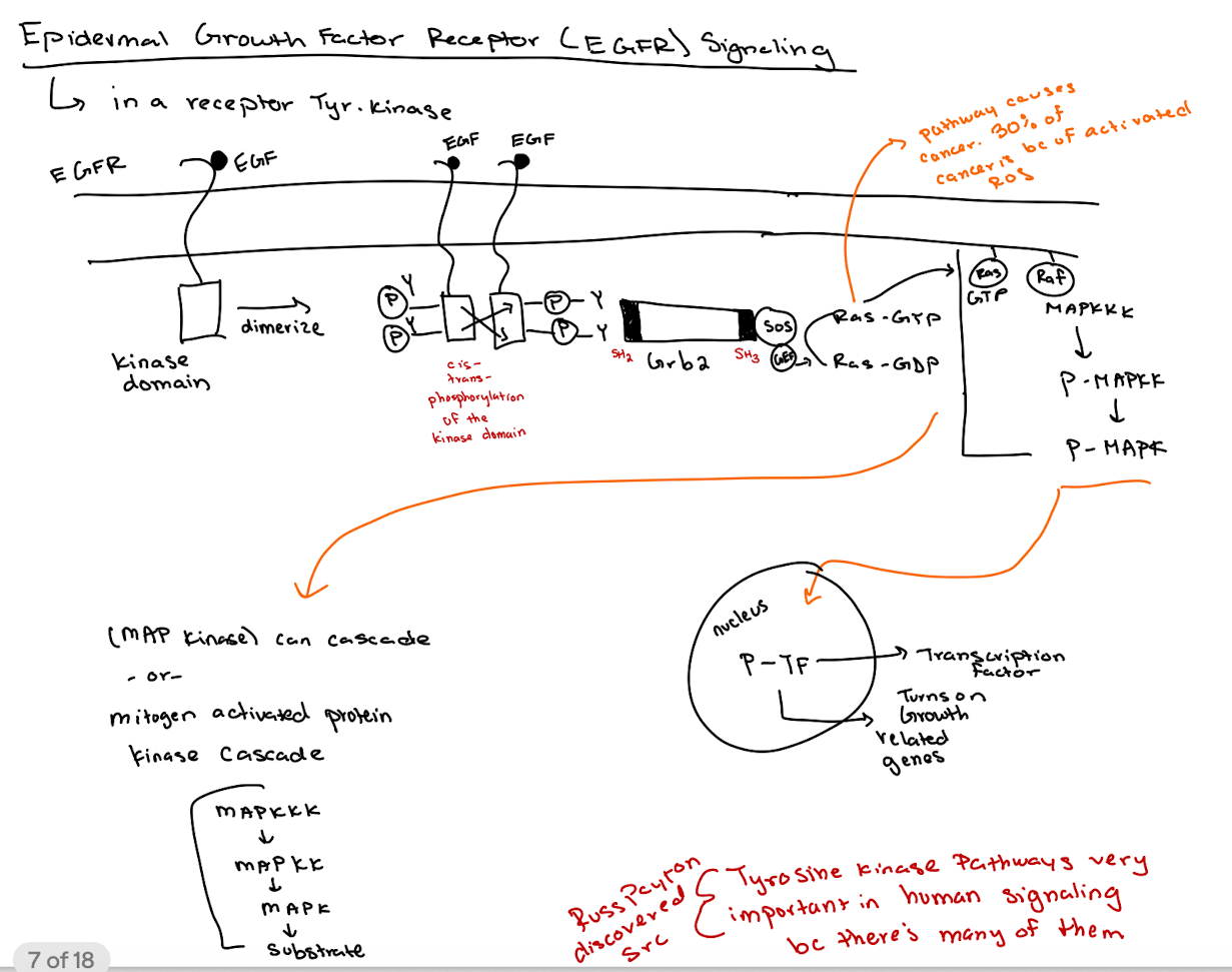 <p><span>SOS acts as a GEF for Ras, converting Ras-GDP to Ras-GTP.</span></p>