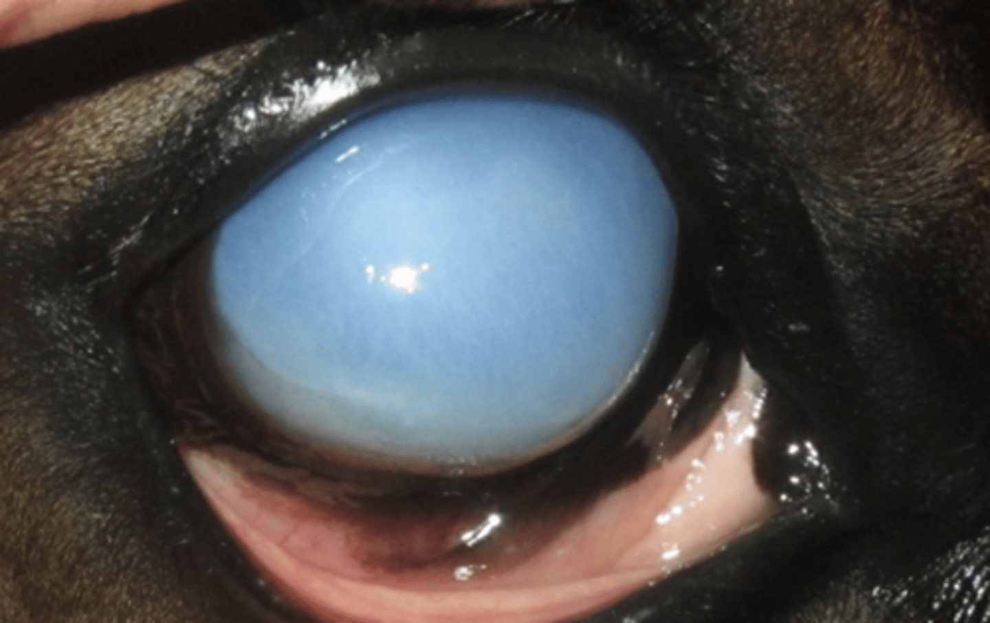 <p>Hvilken diagnostisk undersøgelse er relevant at foretage for at vurdere øjets prognose?</p><p>- Ultralydsskanning</p><p>- Tonometri</p><p>- Røntgen</p><p>- Cornea cytologi</p>