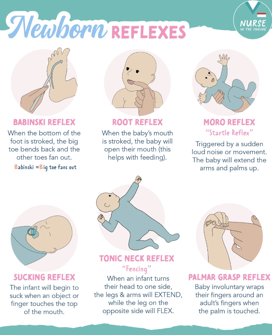 <ul><li><p>Babinski Reflex</p><ul><li><p>Bottom of foot is stroked, big toe bends</p></li></ul></li><li><p>Root reflex</p><ul><li><p>Baby's mouth is stroked, baby will open their mouth </p></li></ul></li><li><p>Moro Reflex</p><ul><li><p>Triggered by a sudden loud noise or movement. Baby extends the arm and palms up</p></li></ul></li><li><p>Sucking Reflex</p><ul><li><p>Infant will begin to suck when an object or finger touches the top of the mouth</p></li></ul></li><li><p>Tonic Neck Reflex</p><ul><li><p>Infant turns their head one side, legs and arms will extend while other leg will flex</p></li></ul></li><li><p>Palmar Grasp</p><ul><li><p>Grasps my fucking finger around adults finger when palm is touched. </p></li></ul></li></ul><p></p>