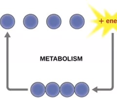 <p>All the chemical reactions that take place inside a cell.</p>
