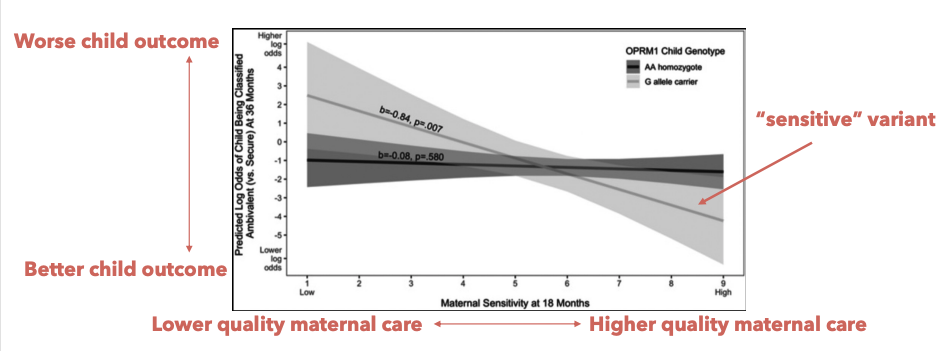 <p>some individuals are more sensitive to both negative and positive environmental influences</p><p></p>
