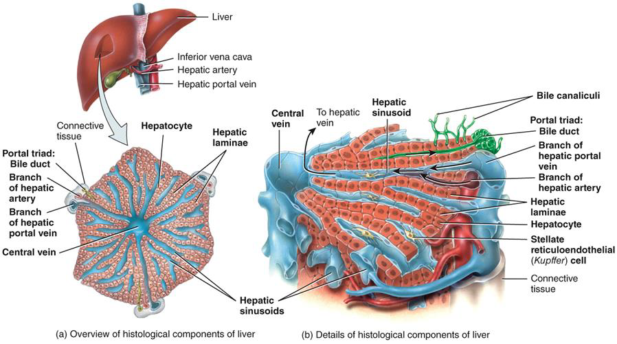 <p>LIVER LOBULES - FUNCTIONAL UNIT</p>