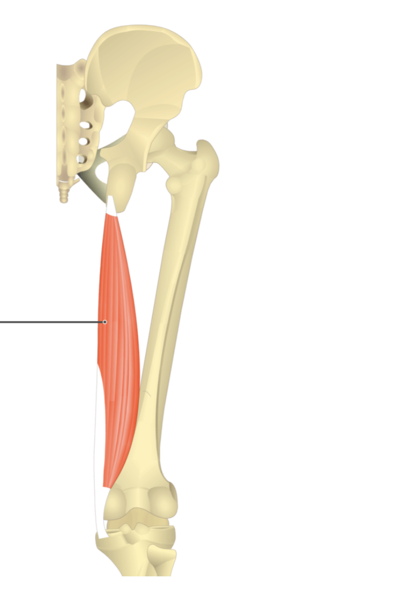 <p></p><p>origin: ischial tuberosity</p><p>insertion: medial condyle of tibia</p>