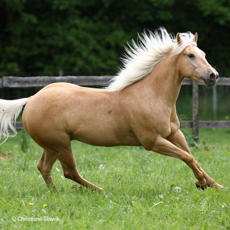 <p>golden coat with white mane</p>