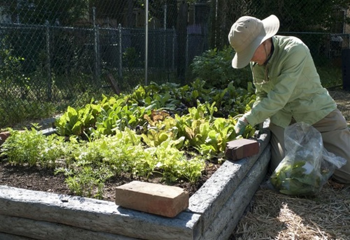 <p>rented garden plot</p>