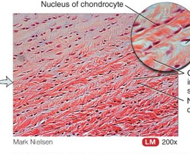 <p>chondrocytes among thick bundles of collagen fibres within extracellular matrix, no perichondrium; pubic symphysis, intervertebral discs, menisci, etc.; support and joining structures together</p>