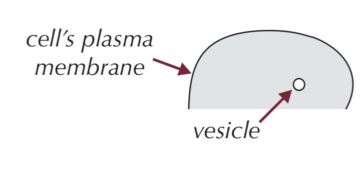 <ul><li><p>Small, fluid-filled, membrane-bound sac in cytoplasm</p><ul><li><p>Function:</p><ul><li><p>Transports substances:</p></li><li><p>In and out of the cell (via plasma membrane)</p></li><li><p>Between organelles</p></li><li><p>Formed by Golgi apparatus, ER, or plasma membrane</p></li></ul></li></ul></li></ul><p></p>