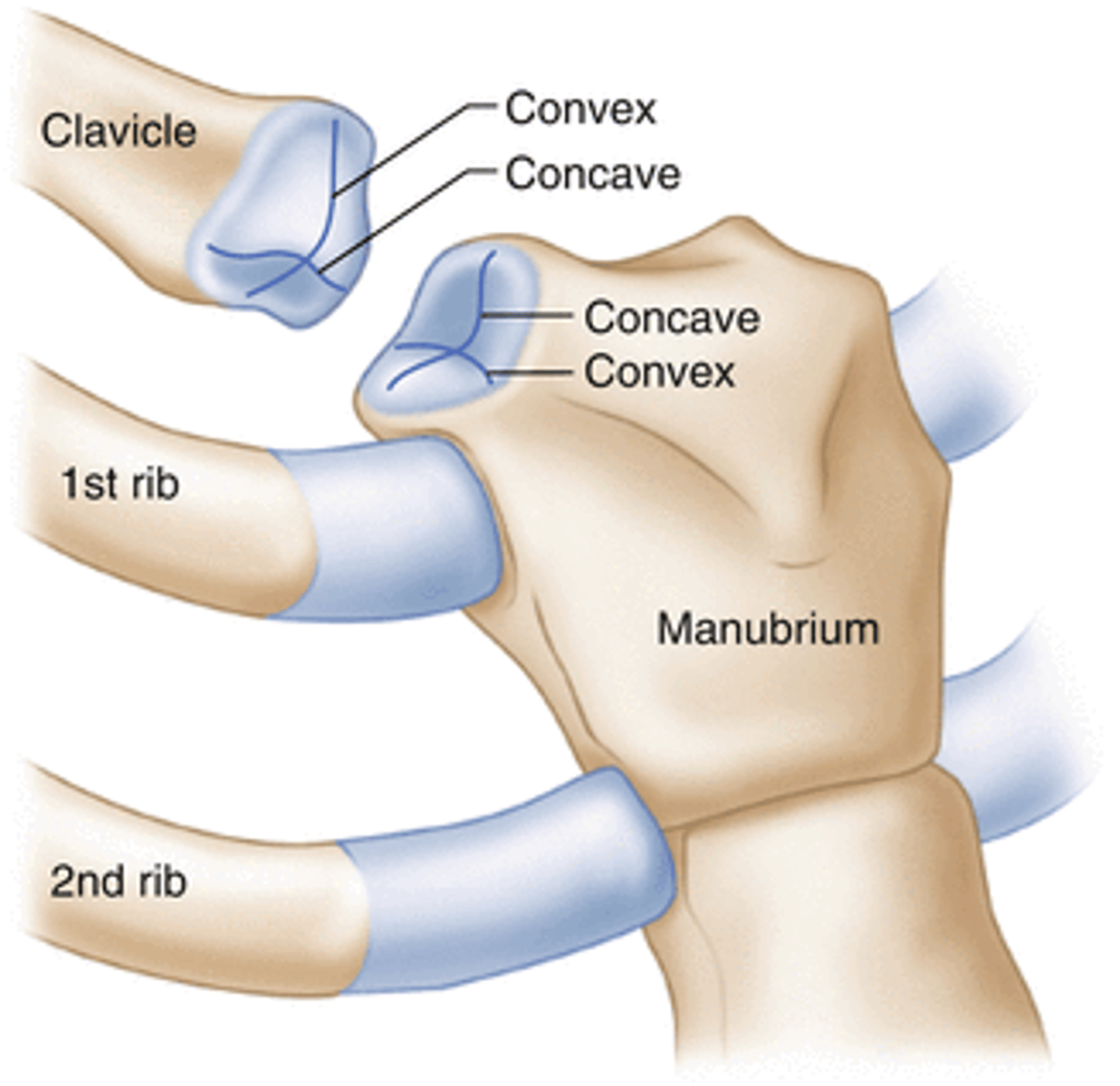 <p>Moving component: clavicle, concave moving on convex, osteo/arthrokinematic motion occurs in the same direction</p>
