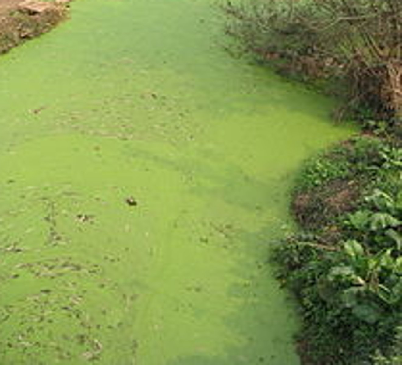 <p>Excess nutrients causing a rapid burst of algae growth. When the algae die, the bacteria breaking down use up all of the dissolved oxygen in the water (also known as eutrophication)</p>