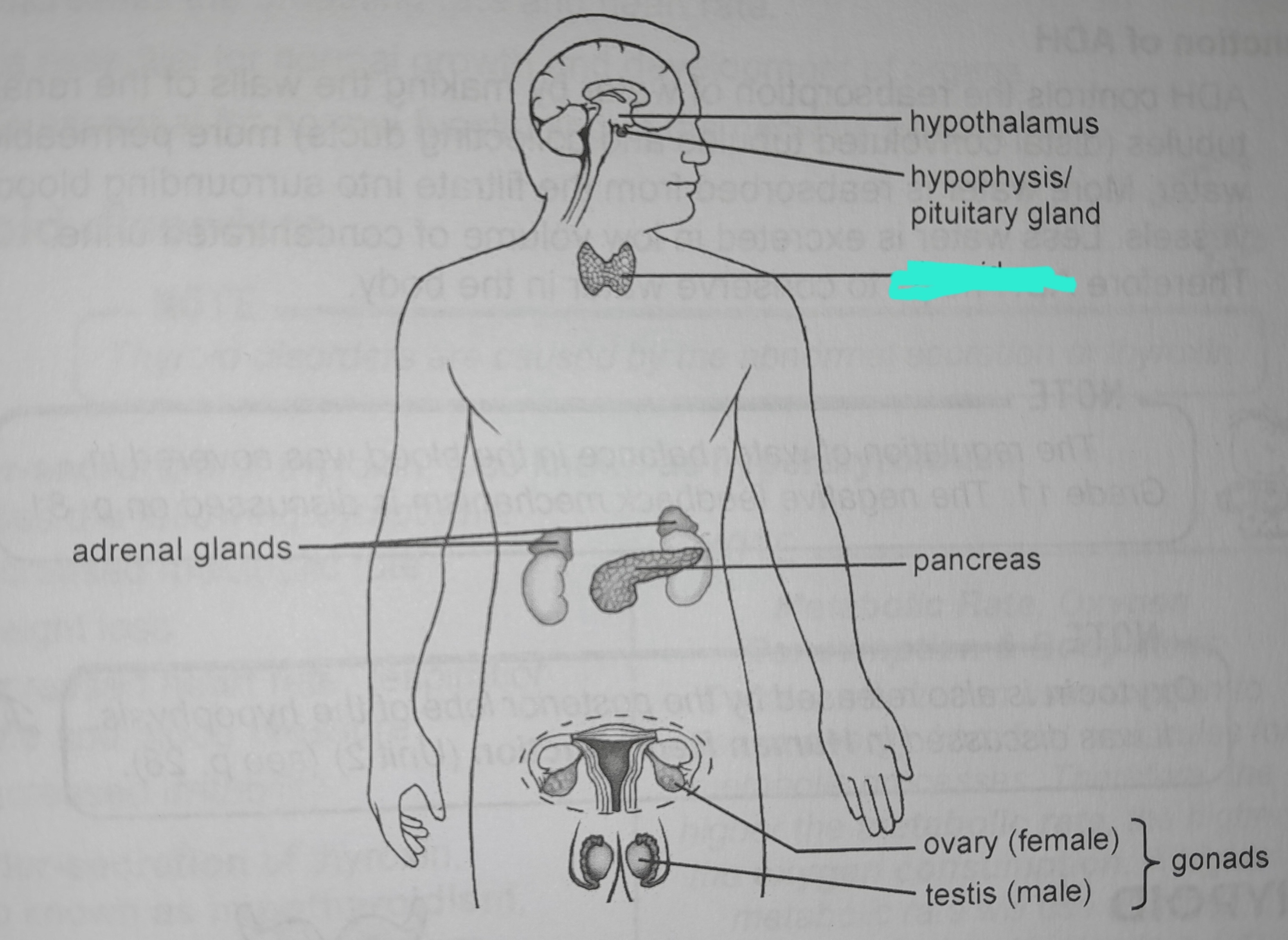 term image