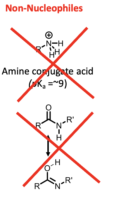 <p>Protonated amines: lone pair is not available</p><p>Amides: their lone pair of electrons is resonance stabilised with the carbonyl group</p>