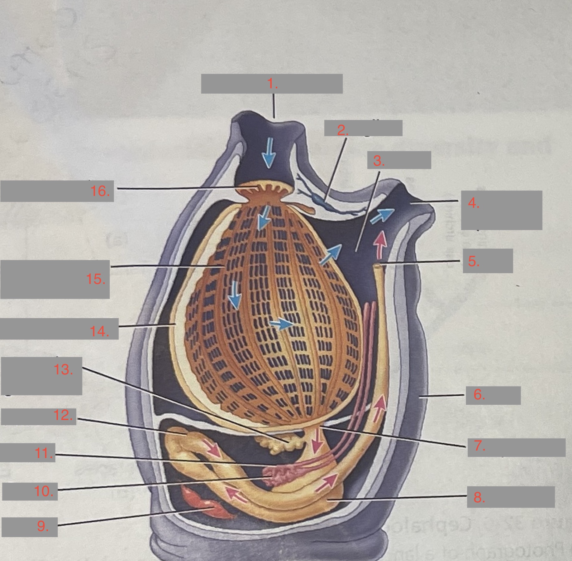 Label the parts of the Sea Squirt: