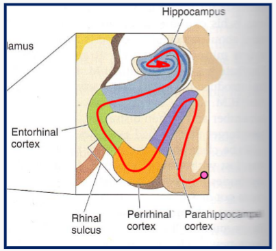 <p>Medial Temporal Lobe - Anatomy and constituents</p>