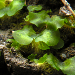 <p>What do seed plant spores develop into, and where?</p>