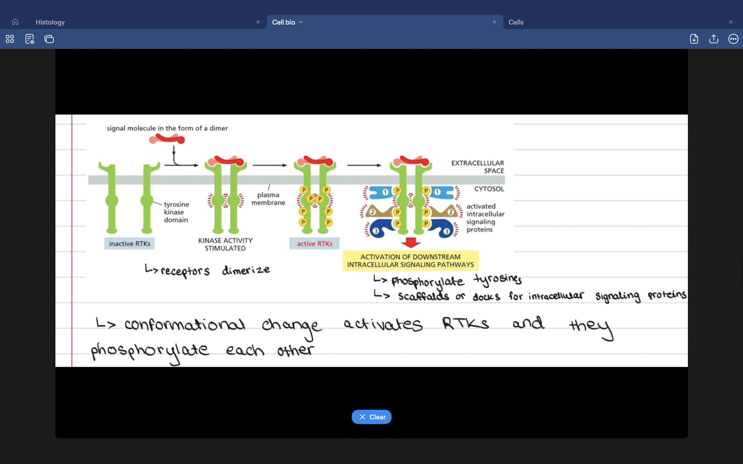 <p>The most common enzyme-coupled receptors. </p>