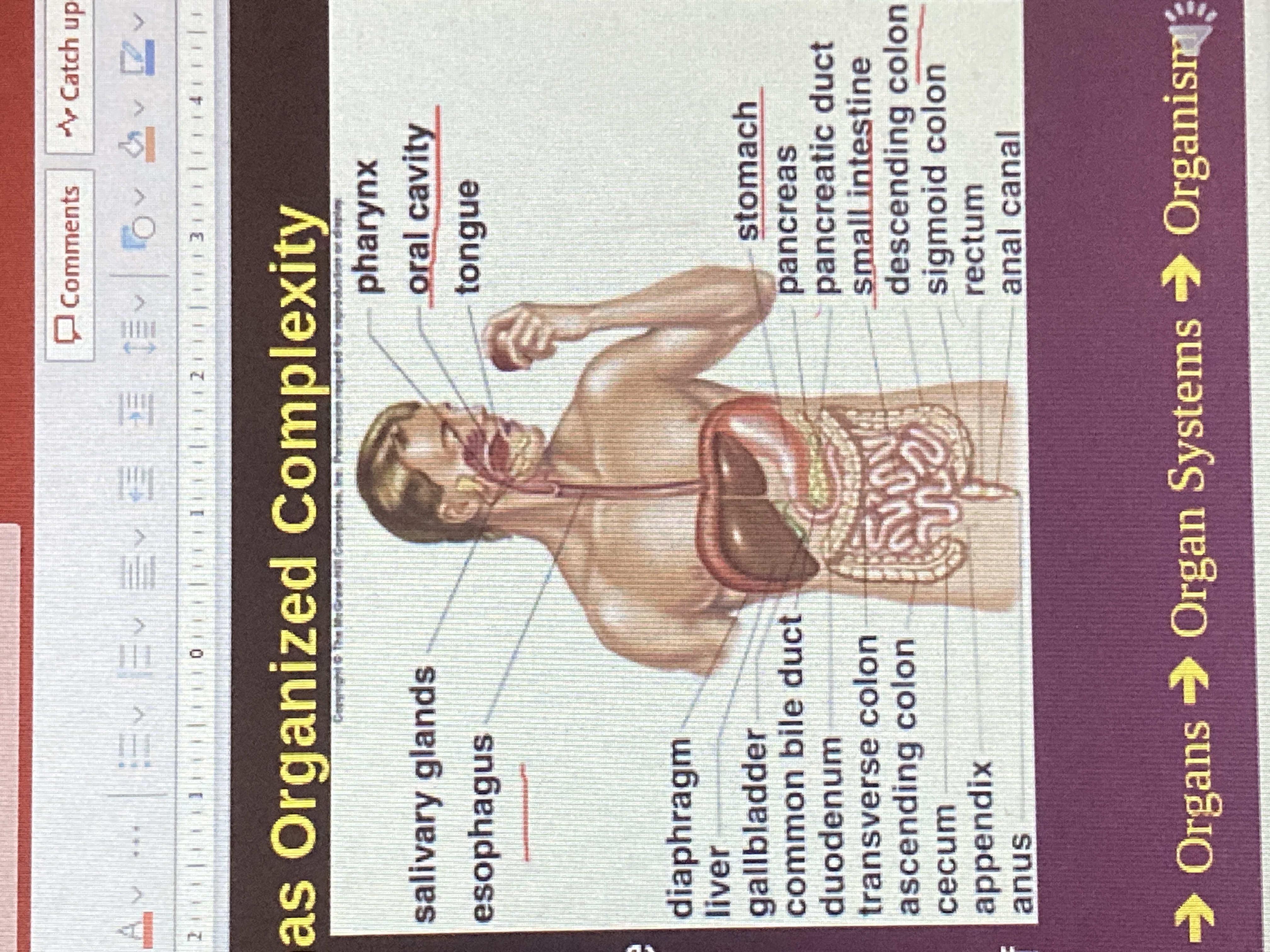 The organized and complex organs of the digestive system of this animal exhibit one of the properties of life