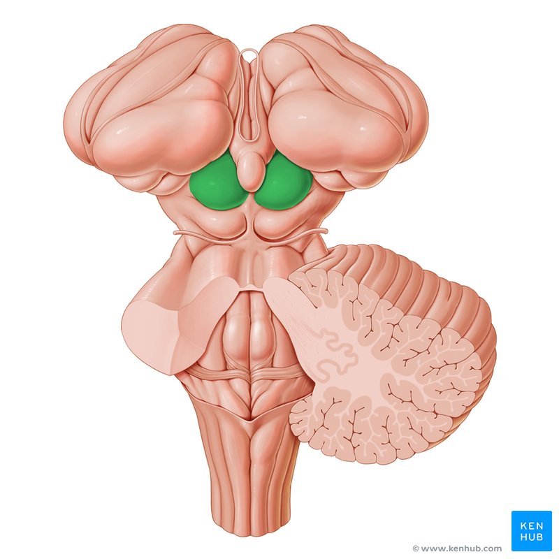 <p>Composed of superior and inferior parts</p>