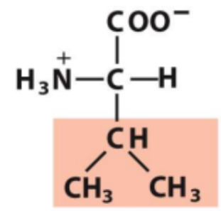 <p>Identify this amino acid</p>