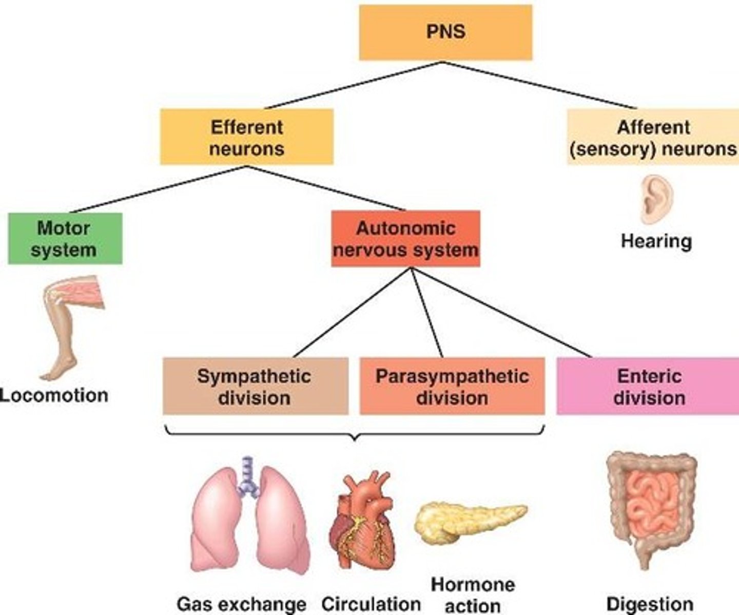 <p>the part of the peripheral nervous system that controls the glands and the muscles of the internal organs (such as the heart). Its sympathetic division arouses; its parasympathetic division calms.</p>