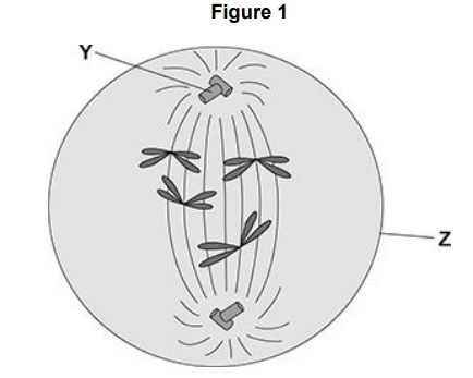 <p>Figure 1 shows a cell during one of the stages of cell division.&nbsp;Name structure Z in Figure 1.</p>