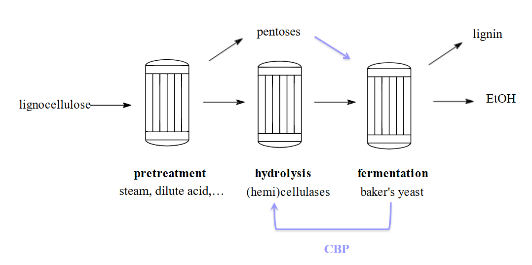 <ul><li><p>= consolated bioprocessing</p></li><li><p>C6-suikers en C5-suikers (= pentosen) fermenteren</p></li><li><p>cellulasen produceren door MO —> geen externe enzymen toevoegen</p></li></ul><p></p>