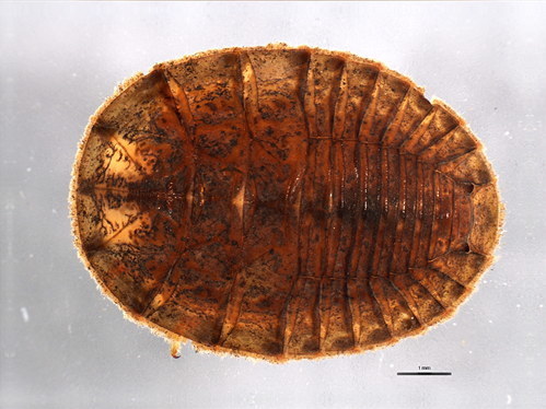 <ul><li><p>½ an inch in length</p></li><li><p><strong>Flat disk-like body</strong></p></li><li><p>Head and legs concealed from above</p></li><li><p><strong>6 legs and branched gills on underside</strong></p></li><li><p>Usually found attached onto smooth rocks where they graze on algae</p></li></ul>