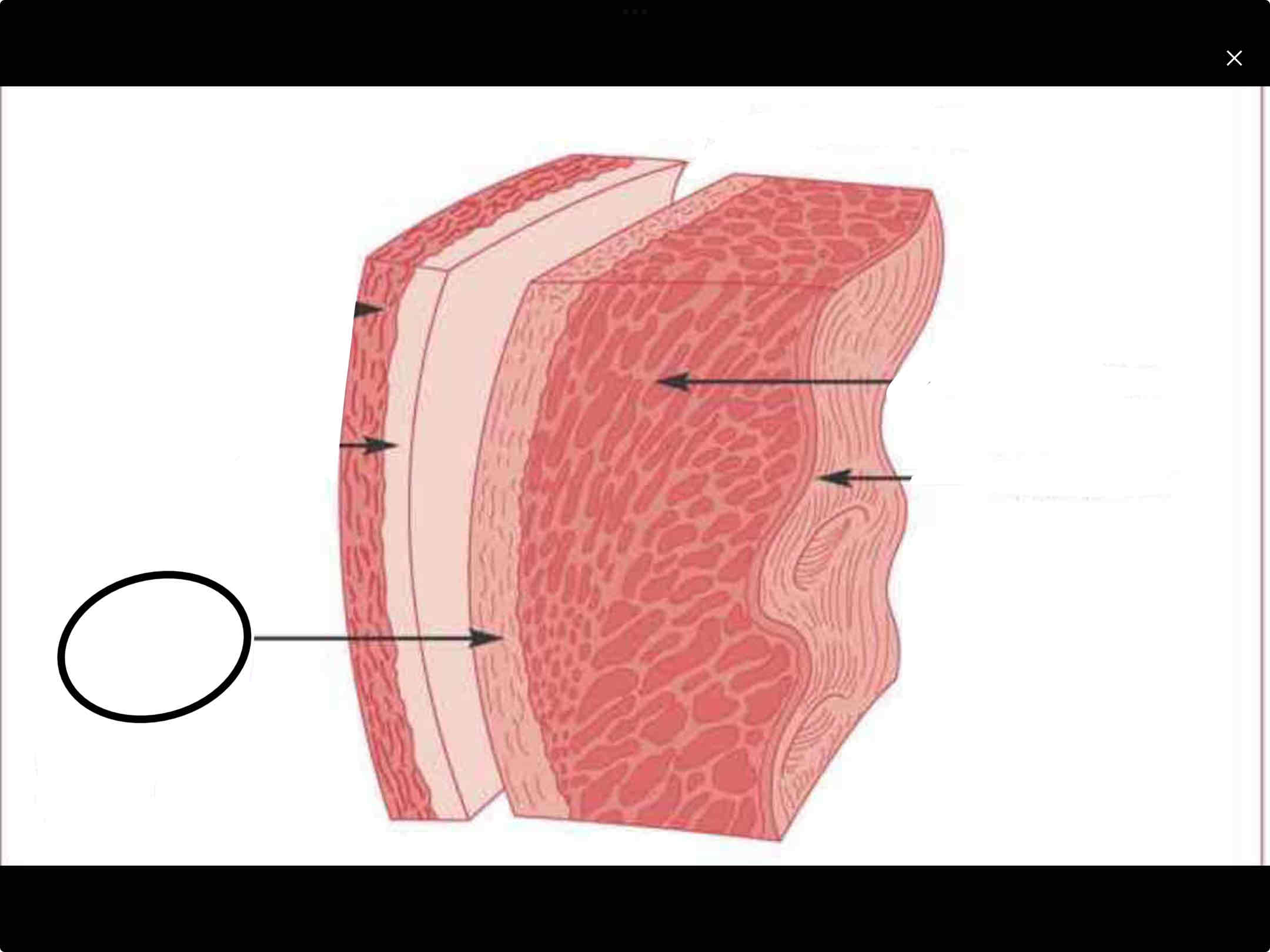 <p><strong>the innermost layer of your pericardium</strong></p><p><strong><u>SEROUS MEMBRANES</u></strong></p>