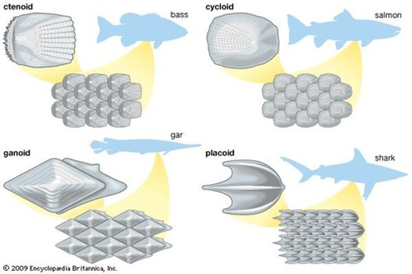 <p>overlapping plates that protect the fish</p><p>Ganoid: Primitive Bony</p><p>Fishes (i.e. Gar)</p><p>Diamond shape,</p><p>Heavily armored,</p><p>Not overlapping</p><p>Placoid: Cartilagenous fishes</p><p>Cycloid: Salmon/Carp</p><p>Ctenoid: Perch</p><p>Modern Teleosts</p><p>Arranged in overlapping</p><p>Rows, Light, flexible,</p><p>Comb-like ridges</p>