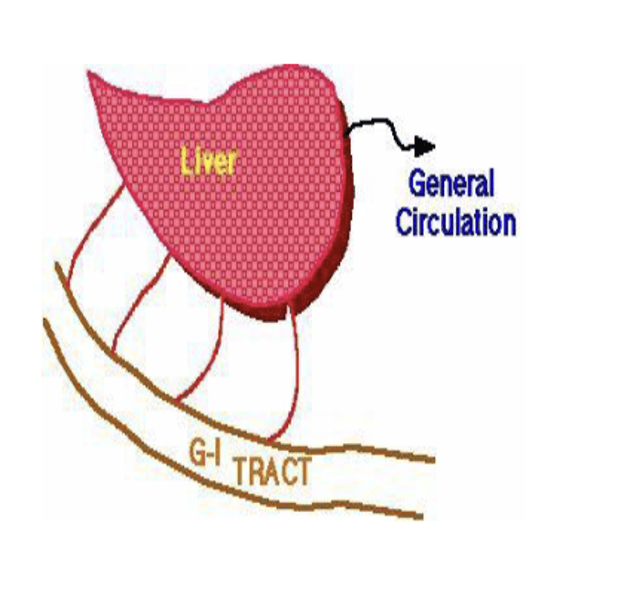 <p>when a drug is absorbed from the gut and delivered to liver via the portal circulation</p>