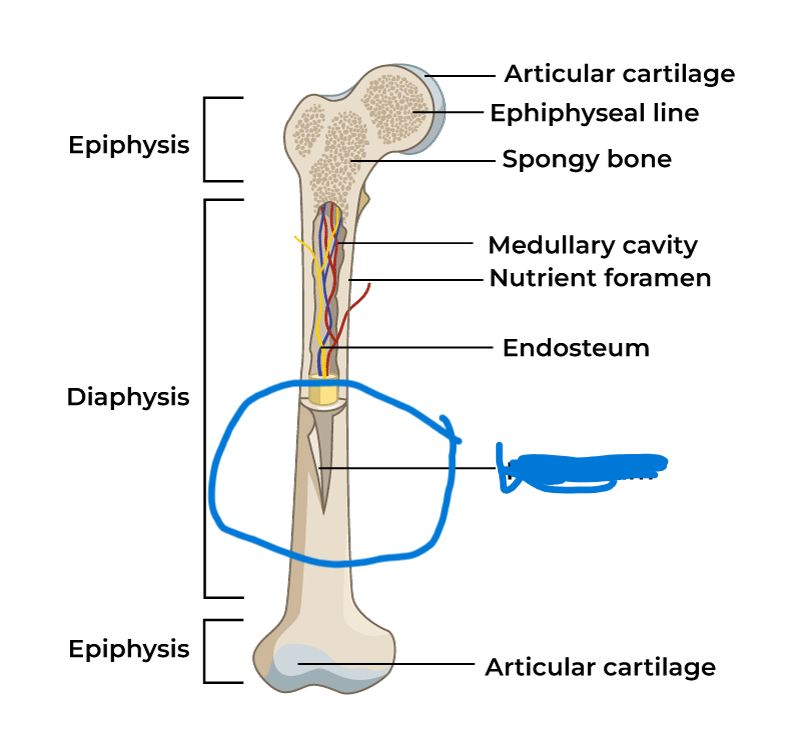 <p>Periosteum</p>