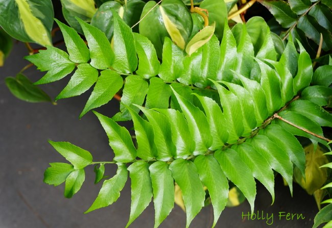 <p>Holly Fern</p>