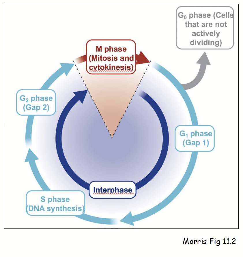 <p>Series of defines stages in cell’s life-cycle. Two main phases:</p><ol><li><p><strong><u>Interphase</u></strong><u> (three stages):</u></p><ol><li><p><strong>G<sub>1</sub> (Gap 1):</strong> cell performs normal cellular activities and can respond to environment.</p></li><li><p><strong>S (Synthesis):</strong> DNA replication and increased synthesis of factors required for chromosome duplication (e.g. histones).</p></li><li><p><strong>G<sub>2</sub> (Gap 2): </strong>cell grows and prepares for mitosis.</p></li><li><p>Also <strong>G<sub>0</sub> (Gap 0)</strong>: non-dividing cells (most cells) - stage when cell “arrests” during G1, rather than proceeding to S.</p></li></ol></li><li><p><strong><u>M phase (mitosis):</u></strong></p><ol><li><p>Consists of prophase, metaphase, anaphase, and telophase - duplicated chromosomes separated into two nuclei.</p></li><li><p>Also consists of <u>cytokinesis</u> - mother cell divides into two daughter cells.</p></li><li><p>Note: prophase involves chromosome condensation, mitotic spindle formation, <u>and</u> reversible breakdown of nuclear envelope (nuclear membranes, lamina, NPCs, etc.).</p></li></ol></li></ol><p></p>