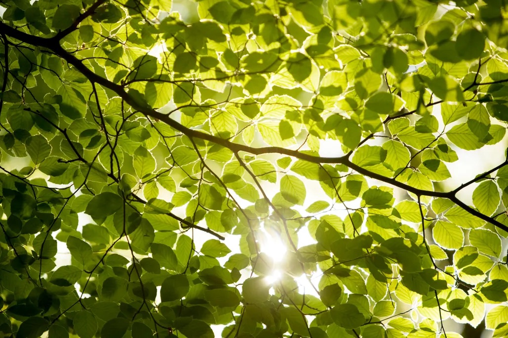 <p>a bunch of leaves on the tree</p>