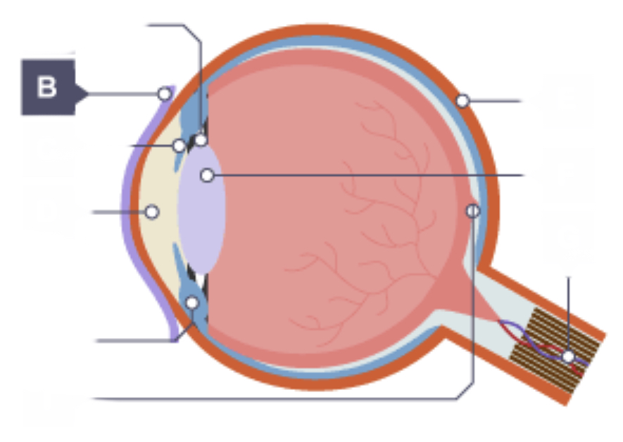 <p>Cornea</p>