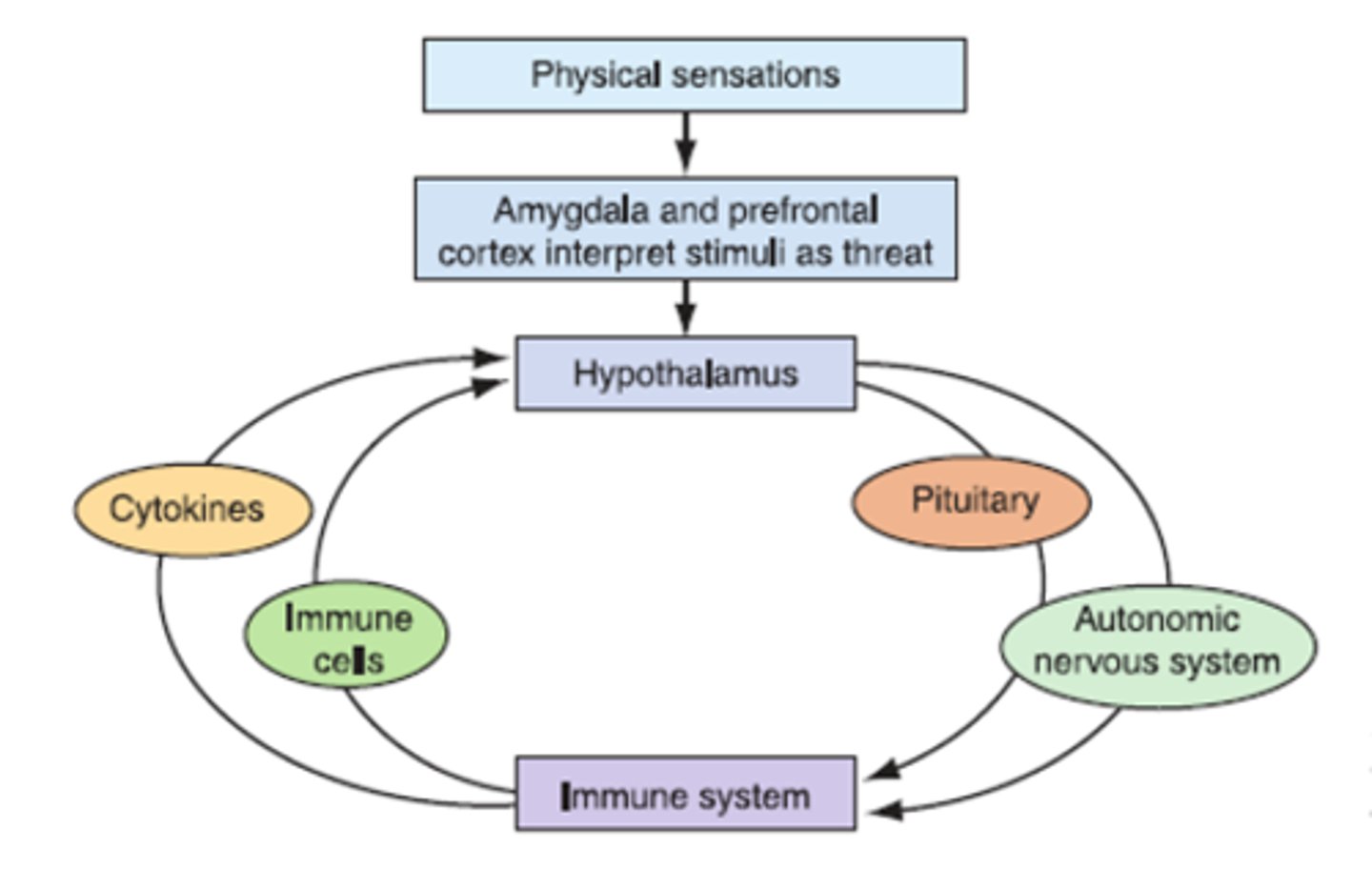 <p>-somatic nervous system</p><p>-autonomic nervous system</p><p>-neuroendocrine system</p>