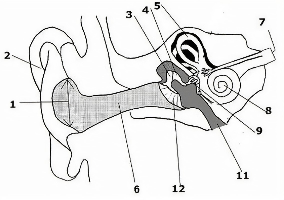 <p>What is the name of the part of the ear corresponding with label 10?*</p>