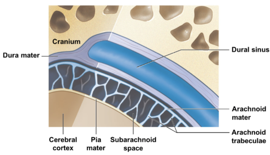 * cranial meninges: surround the brain & protect contact with the skull
  * superficial to deep layers: dura mater → arachnoid mater → pia mater