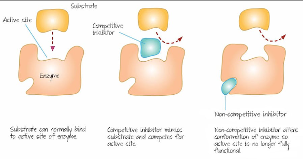 __Non Competitive and Competitive Inhibitors__