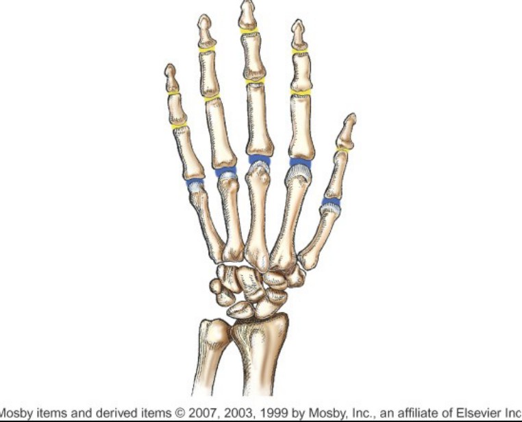 <p>What type of joint is indicated by the yellow color?</p>