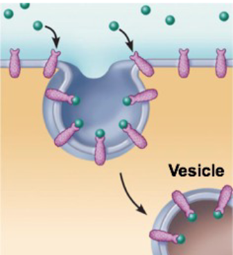 <ul><li><p>allows endocytosis of specific substances to occur</p></li><li><p>Extracellular substances bind specific receptor proteins</p></li><li><p>Importance: Substances can be specifically concentrated in vesicles &amp; brought into cell</p></li><li><p>Fate of contents:</p><ul><li><p>Substance can be distributed through the cell</p></li><li><p>Vesicle can fuse with lysozyme for digestion of concentrated substance</p></li></ul></li></ul><p></p>