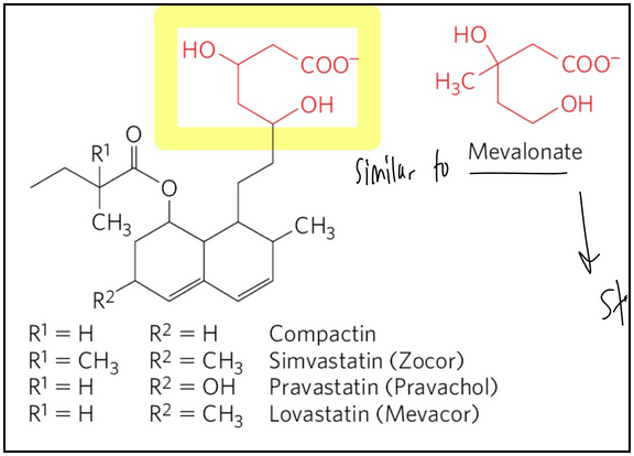 <ul><li><p><span style="background-color: transparent;">Drug class used to treat patients with elevated serum cholesterol</span></p><ul><li><p><span style="background-color: transparent;">Resemble mevalonate</span></p></li><li><p><span style="background-color: transparent;">Are competitive inhibitors of HMG-CoA reductase&nbsp;</span></p></li><li><p><span style="background-color: transparent;">By blocking this step, all downstream steps in cholesterol biosynthesis are halted (since mevalonate is the precursor for cholesterol and other isoprenoids)</span></p></li></ul></li></ul><p></p>