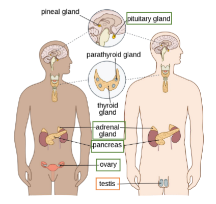 <ul><li><p>sex hormones - females: ovaries for oestrogen and progesterone; male: testes for testosterone</p></li><li><p>growth hormone (GH) - pituitary gland</p></li><li><p>thyroxine (TH) - thyroid gland</p></li><li><p>insulin - pancreas</p></li><li><p>adrenaline (ADH) - adrenal gland</p></li></ul>