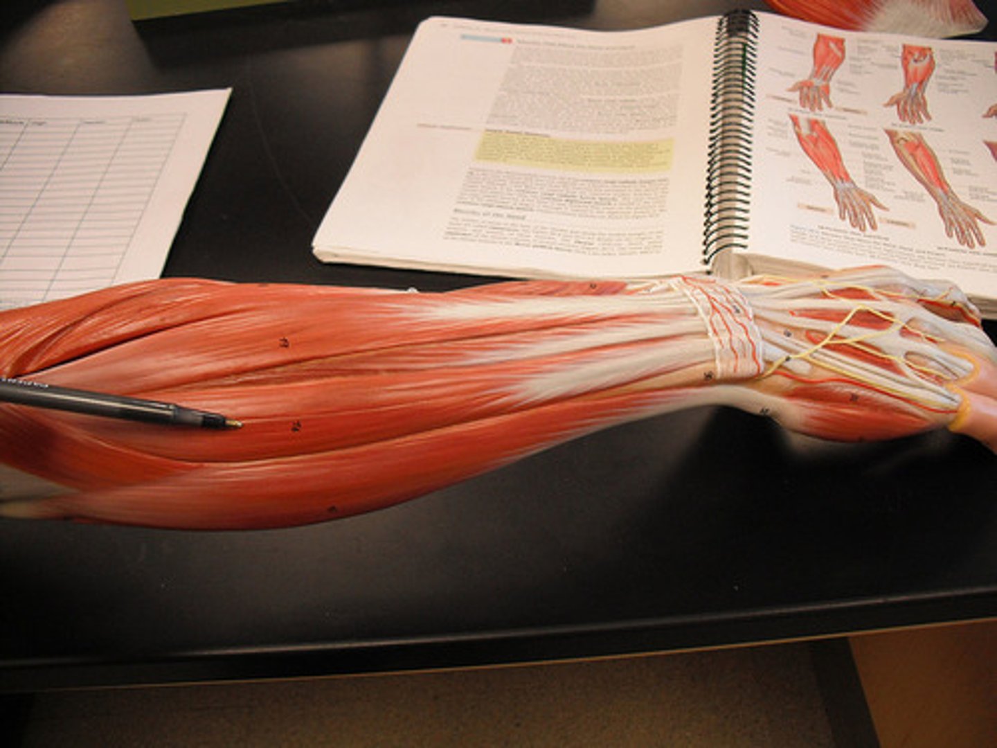 knowt flashcard image