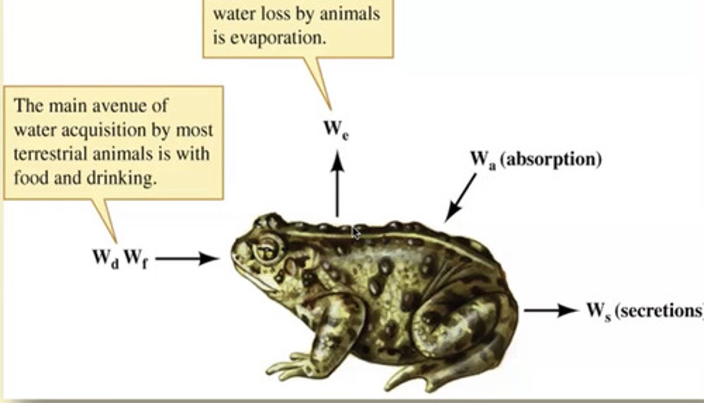 <p>- directly through drinking and eating</p><p>- indirectly through cellular respiration and the production of metabolic water</p><p>--------------------</p><p>EX:</p><p>Frog</p>