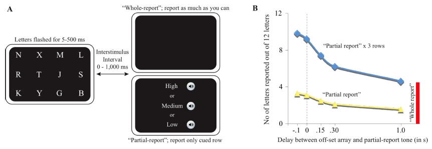 <p><strong>Whole report</strong>: People can verbally recall ~4 items from a set of 12. <br>(short term memory)</p><p></p><p><strong>Partial report</strong>: When cued to a specific row, people recall ~3–4 items from that row. <br>(sensory memory)</p>