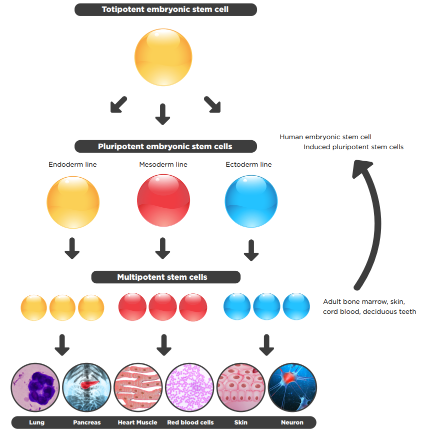<p><strong>Totipotent </strong>→ total potential</p><p><strong>Pluripotent</strong> → many potentials</p><p><strong>Multipotent</strong> → multiple potentials</p><p><strong>Unipotent</strong> → fully differentiated, but can self-renew</p>