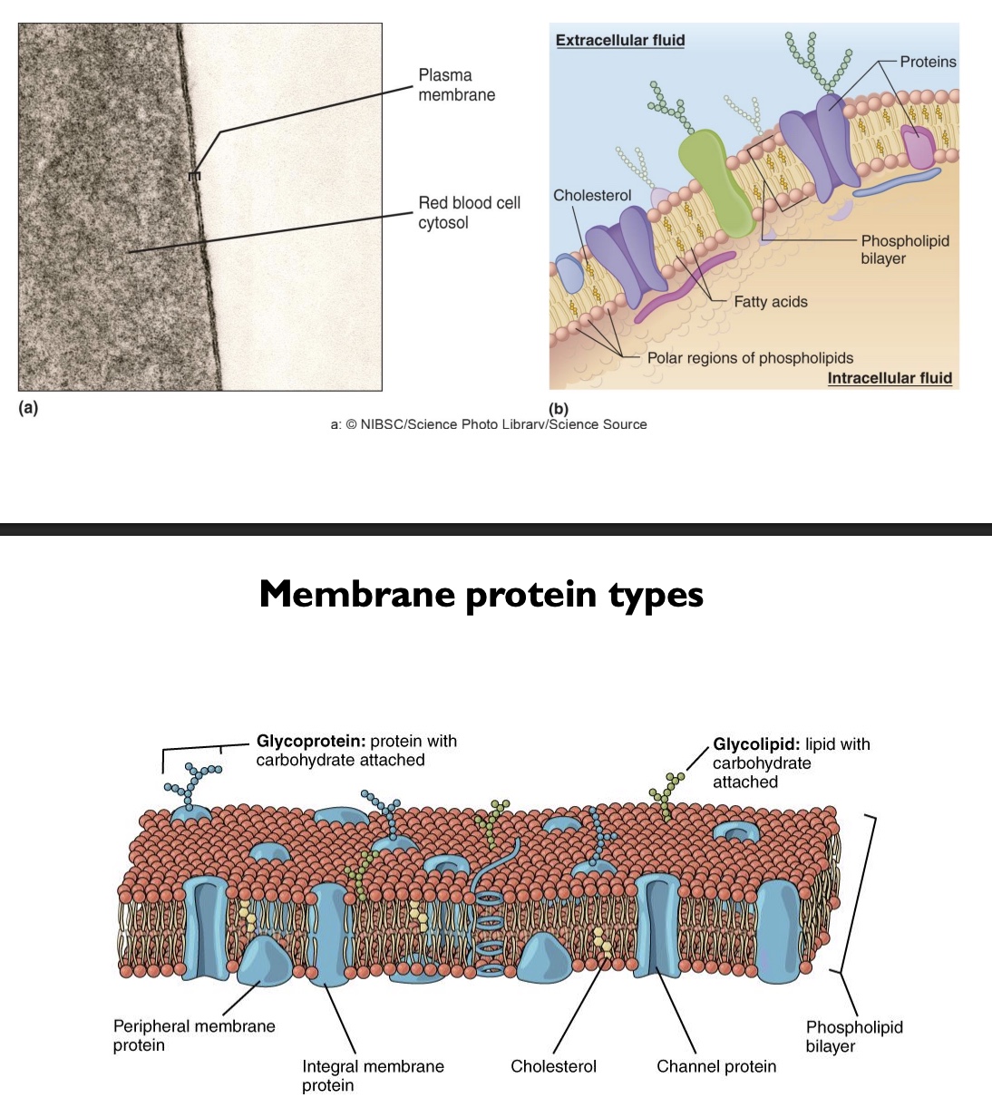 <p>-Cholesterol: so more fluid and flexible, scattered throughout</p><p>-Channel proteins</p><p>-Integral membrane proteins: embedded</p><p>-Peripheral membrane proteins: don’t go all the way across</p><p>-Glycoproteins: proteins with CHO chains attached (so immune system can identify)</p><p>-Glycolipids: phospholipids with a CHO attached</p><p>-Plasma membrane itself relatively thin</p>