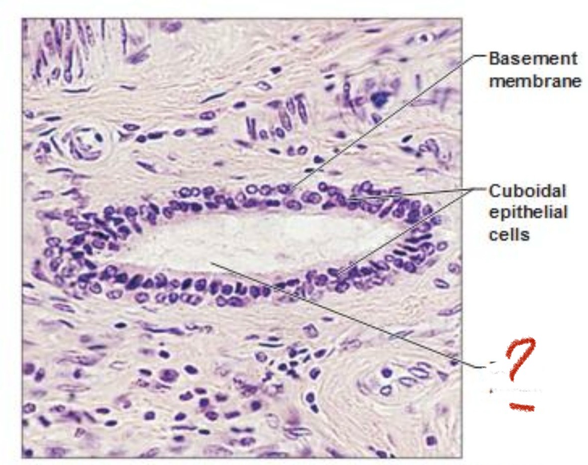 <p>Where can you see this kind of epithelium?</p>